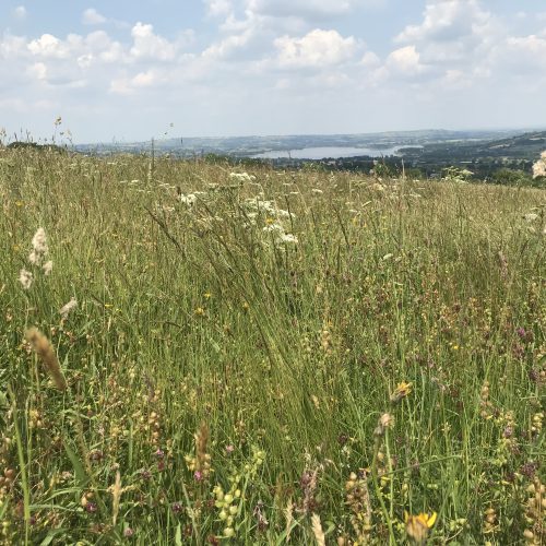 Wildflower Meadow & Family Garden on the Mendip Hills