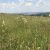 Wildflower Meadow & Family Garden on the Mendip Hills