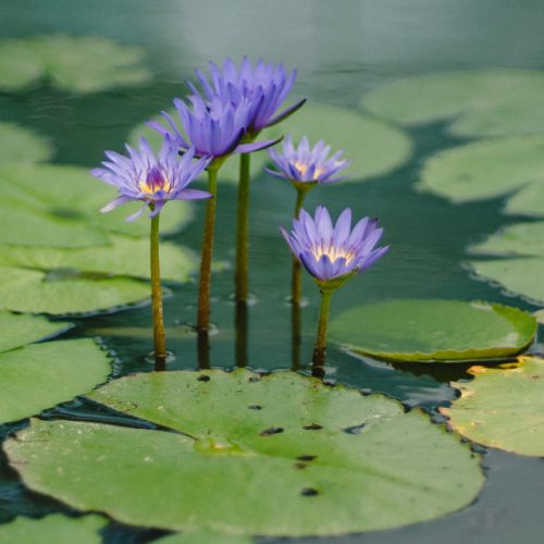 Pond & Wildlife Garden in North London